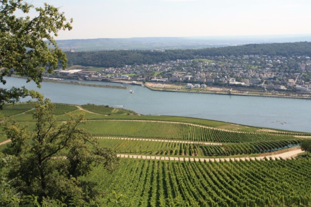 A vineyard in Rudesheim (on the Rhine), Germany – Riesling country