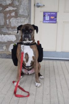 A winery in Maryland has taken a creative approach to social distancing, enlisting the help of an 11-year-old boxer called Soda to deliver bottles to customers.