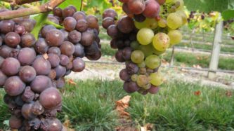 The stems and seeds leftover after pressing left grape marc, which in Marlborough was around 46,000 tonnes of waste a year. | STUFF