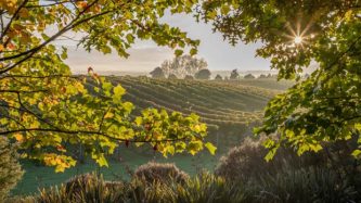 A view of the vineyards, Westbrook Winery, Auckland. Photo / Supplied