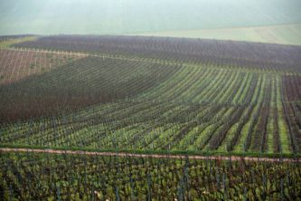 Vineyards in the Champagne region of eastern France. Photo / AP