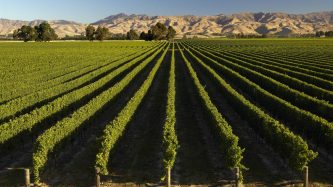 Sauvignon Blanc has the wow factor in Marlborough. Photo / MarlboroughNZ