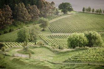 Millton, New Zealand's first biodynamic vineyard. Photo / Supplied