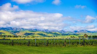 Villa Maria Estate Winery’s Blenheim acreage. <br /> Image: Brya Ingram/Stuff/Marlborough Express