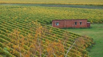 The cost of land and plant can act as a prohibitive barrier to entry for young adventurous winemakers.