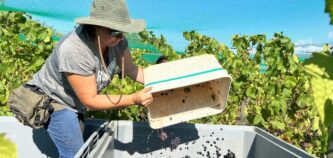 Quartz Reef winery operations manager Montse Mondaca helps with the first harvest of the season at the Bendigo vineyard yesterday. Image: Julie Asher