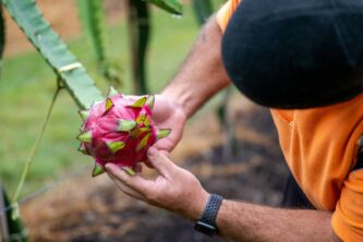 New Zealand-Viet Nam dragon fruit breeding programme. Photo / Supplied