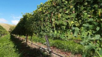 Sauvignon blanc grapes at Alapa Vineyard Services in Blenheim.