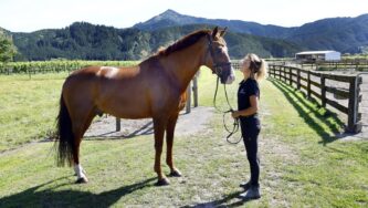 Dressage rider Melissa Galloway and her horse Joey have been back home in Tuamarina for the past year.ANTHONY PHELPS / STUFF