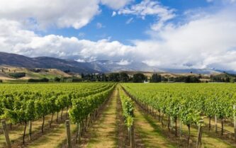 Along with its famous pinot noir, the region also produces excellent riesling wines CREDIT: Getty