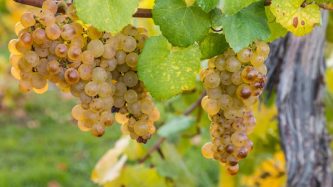 Sauvignon Blanc: the variety that put New Zealand wines onto the world scale | ©patjo / www.shutterstock.com