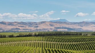 Vineyards and rolling hills, Marlborough, South Island | © patjo / shutterstock.com