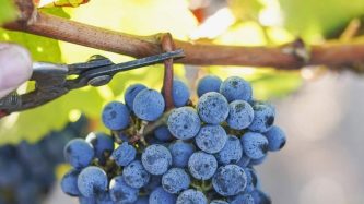 Hand-harvesting Merlot - the most commonly planted red grape variety in Bordeaux | © Chateau de Sales