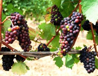 The ‘heartbreak grape’ Pinot Noir