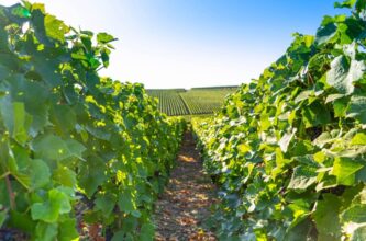 French vineyards, Credit: wilatlak villette / Moment via Getty Images