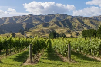 In Marlborough, which produced 81.5 percent of the national harvest this season, most of it sauvignon blanc, an estimated 15-20 percent of the tonnage was unharvested. Photo: Getty Images