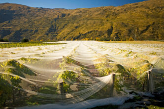 Gibbston Valley Back Road Vineyard reflect our unique terroir