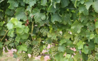 New Zealand Winegrowers reports bumper 2025 harvest with exports up 5% by volume but value down