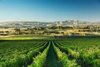 No.89 Greystone Winery, Waipara