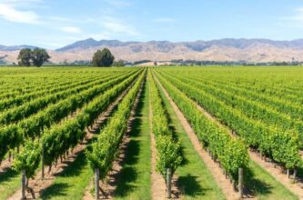 New Zealand 2025 harvest report: A return to form